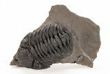 Phacopid (Morocops) Trilobite - Foum Zguid, Morocco #221206-5